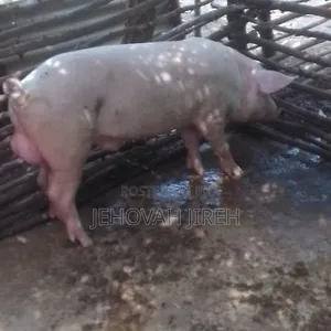 Healthy Pigs for Sale
