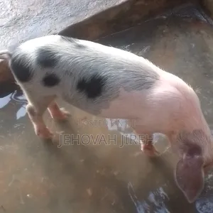 Healthy Pigs for Sale