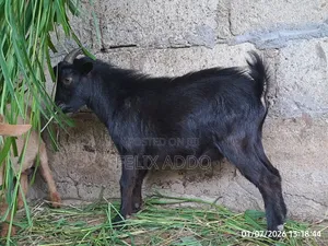 Goat for Sale