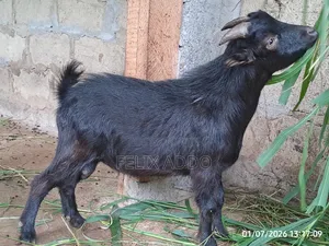 Goat for Sale