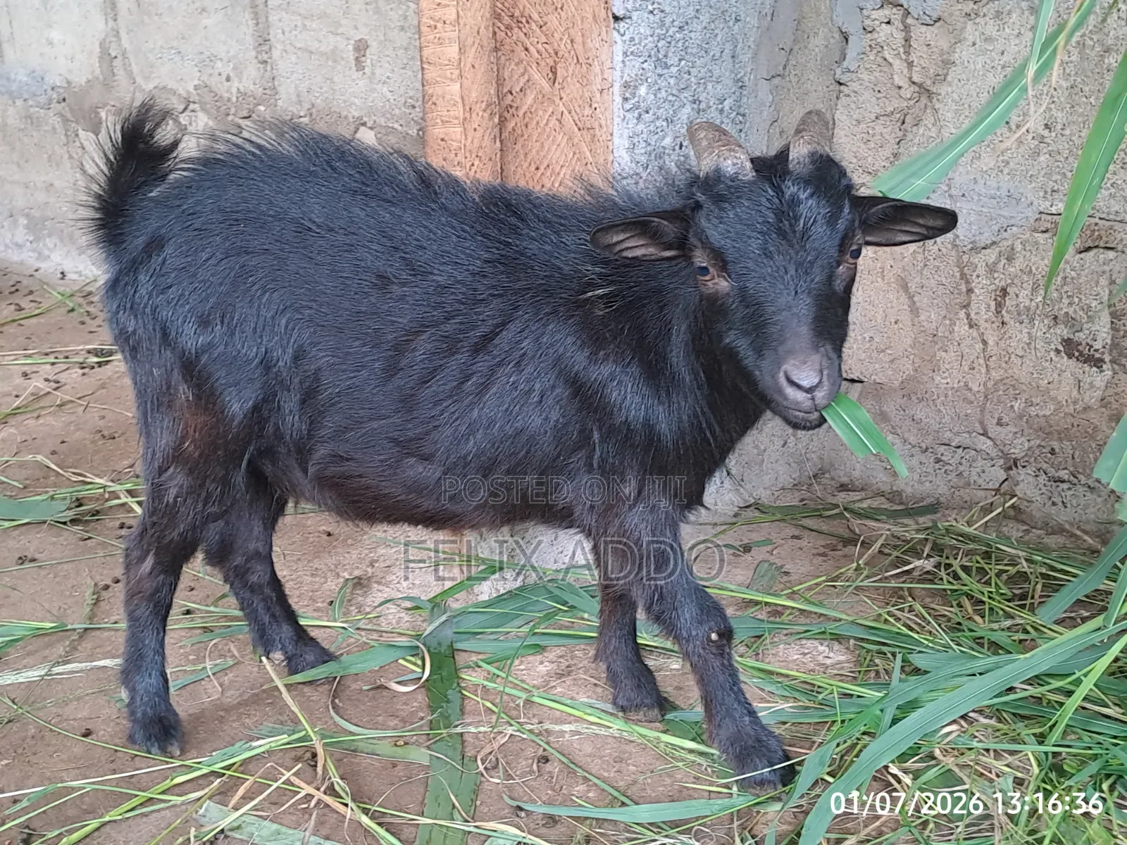 Goat for Sale