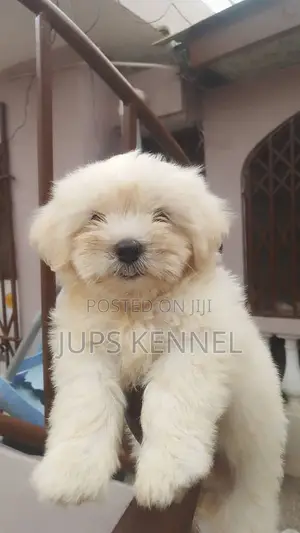 1-3 months Female Purebred Poodle