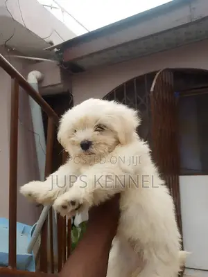 1-3 months Female Purebred Poodle