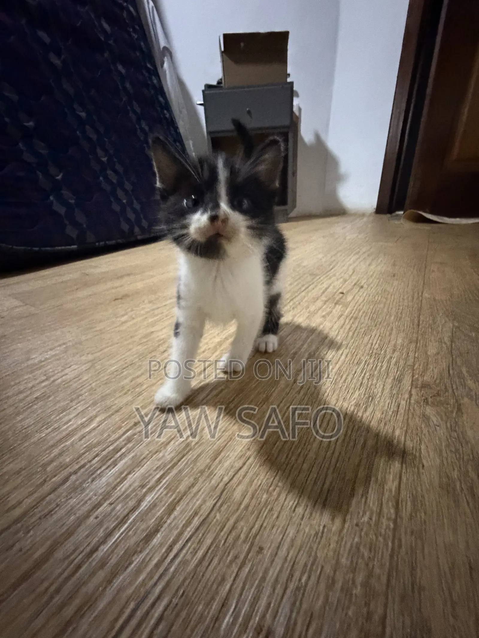 1-3 months Female Purebred Persian