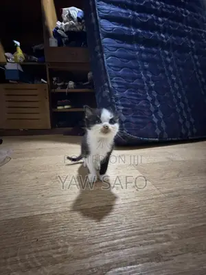 1-3 months Female Purebred Persian