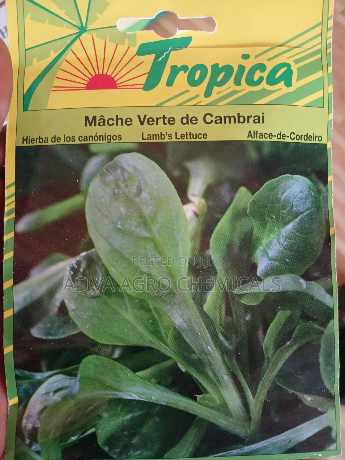 Lamb's Lettuce/ Cornsalad Seeds