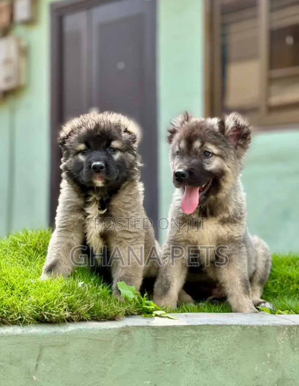 1-3 months Male Purebred Caucasian Shepherd