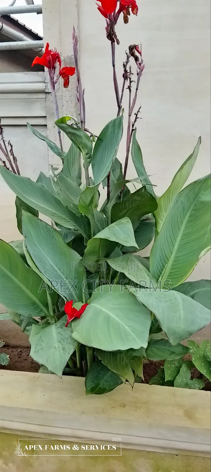 Canna Lilies for Sale