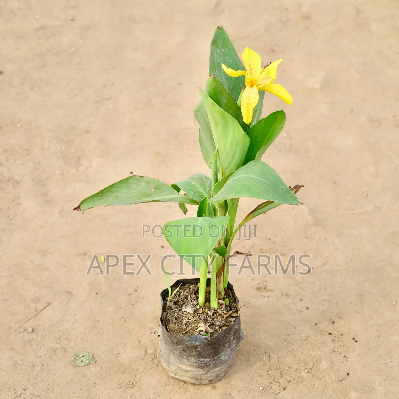 Canna Lilies for Sale
