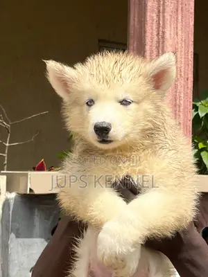 1-3 months Male Purebred Siberian Husky