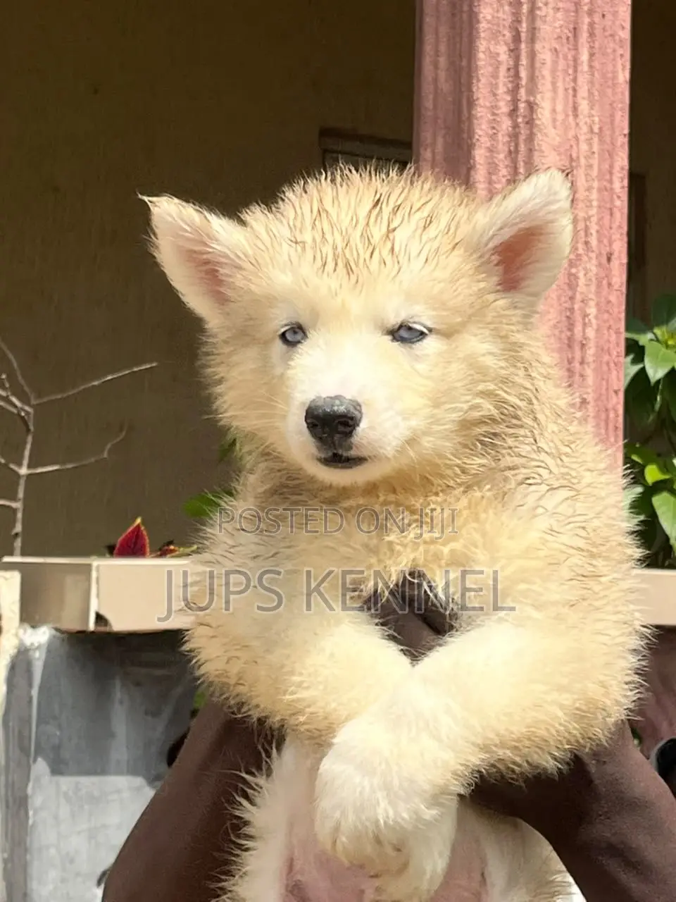 1-3 months Male Purebred Siberian Husky