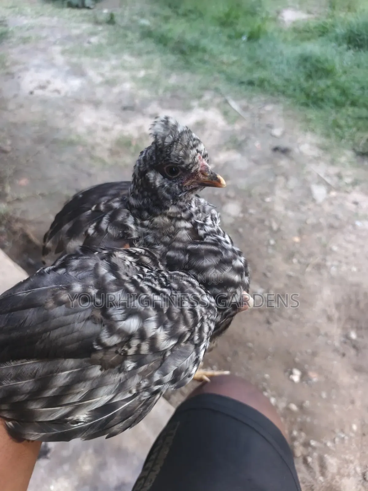 Brahma Chicken