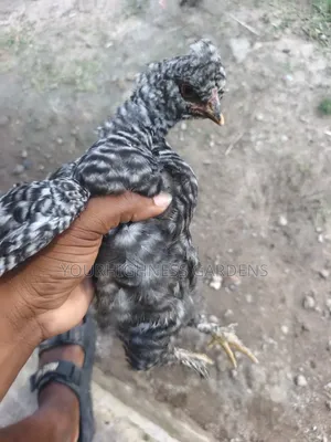 Brahma Chicken