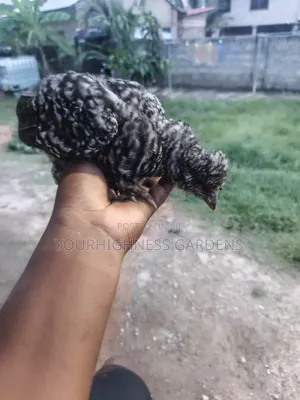 Brahma Chicken