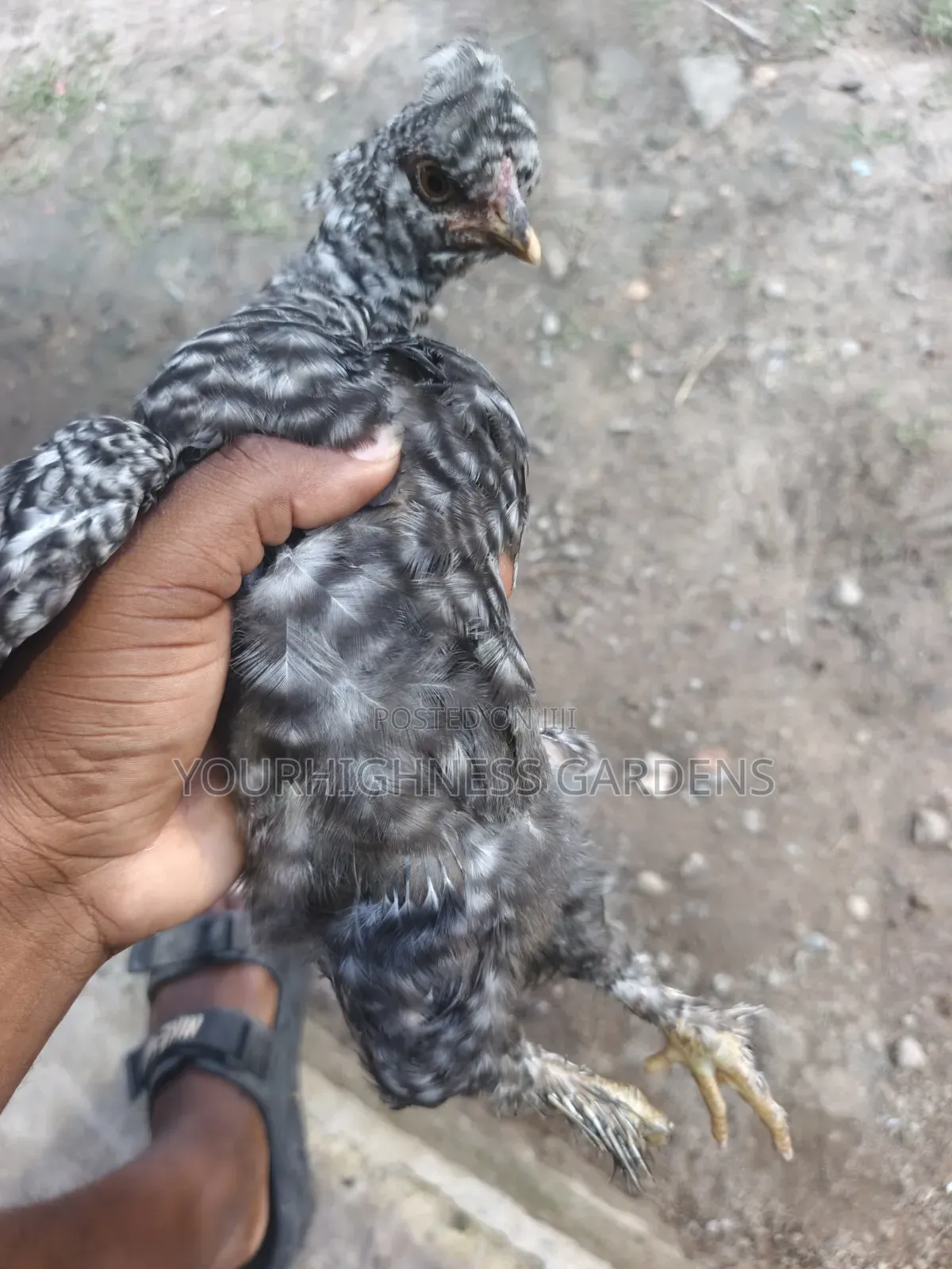 Brahma Chicken