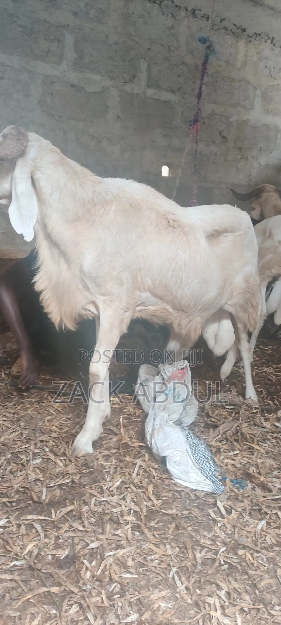 Healthy Balami Ram for Sale - Big and Strong