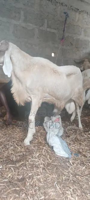 Healthy Balami Ram for Sale - Big and Strong