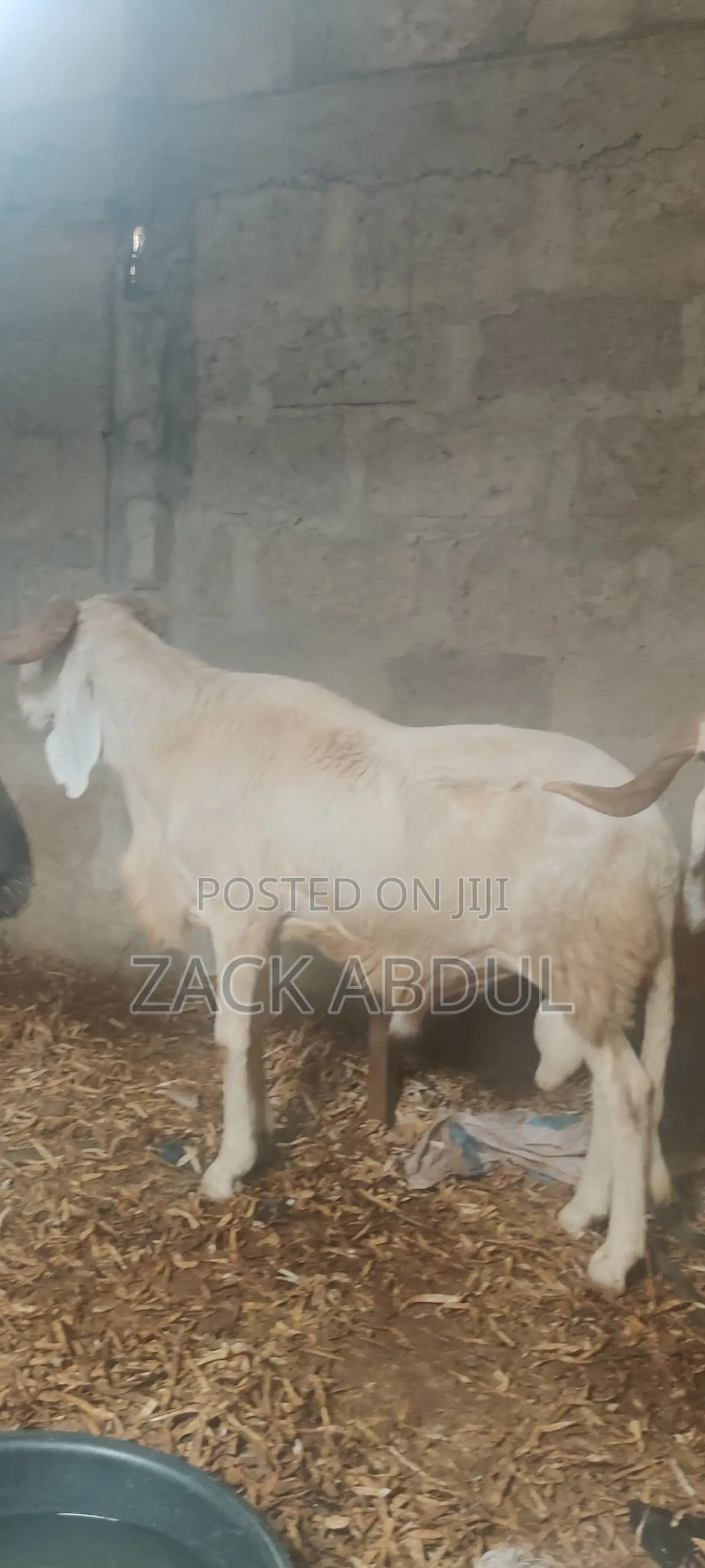 Healthy Balami Ram for Sale - Big and Strong