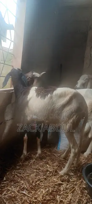 Healthy Uda Sheeps for Sale - Big and Strong