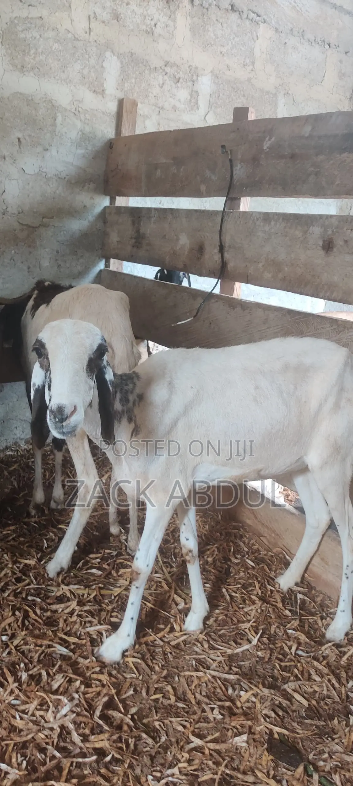 Healthy Uda Sheeps for Sale - Big and Strong