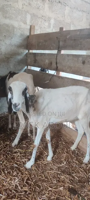 Healthy Uda Sheeps for Sale - Big and Strong