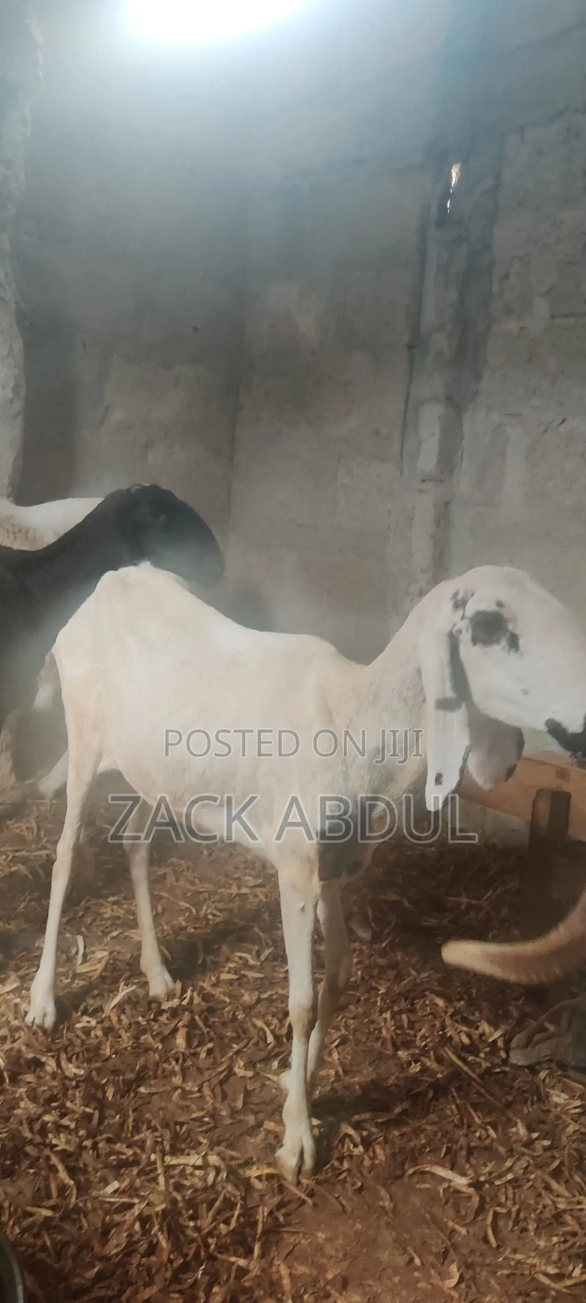 Healthy Uda Sheeps for Sale - Big and Strong