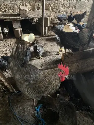 Cockerel Farm