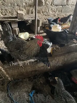 Cockerel Farm