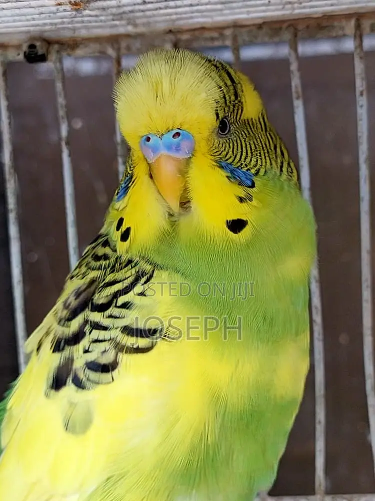 Budgies Birds