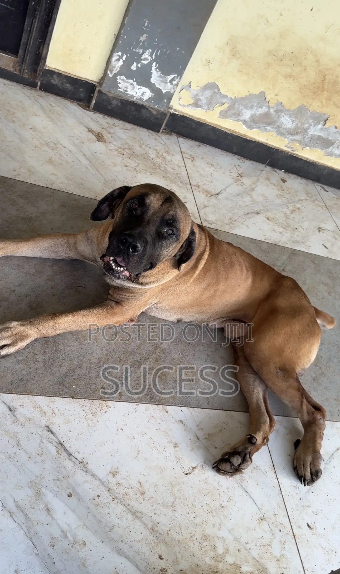 1+ year Male Purebred Boerboel
