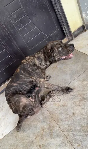 1+ year Male Purebred Boerboel