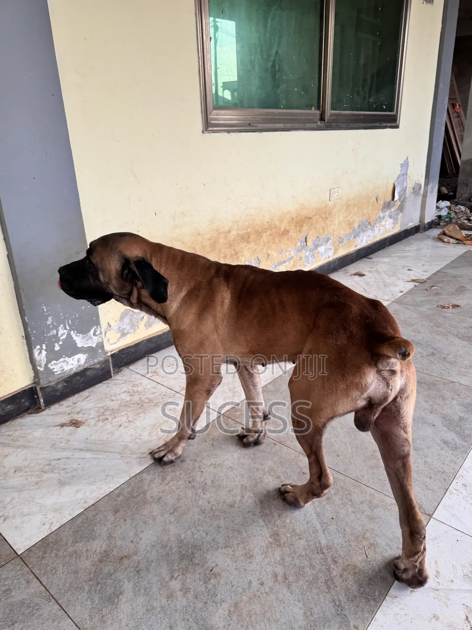1+ year Male Purebred Boerboel