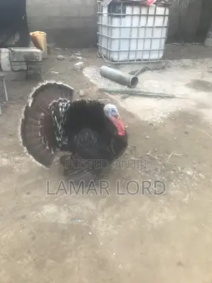 Matured Turkeys