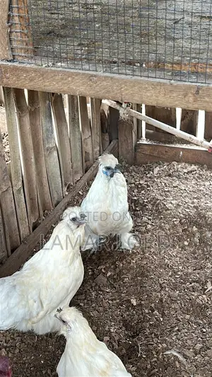 Sultan Fowls