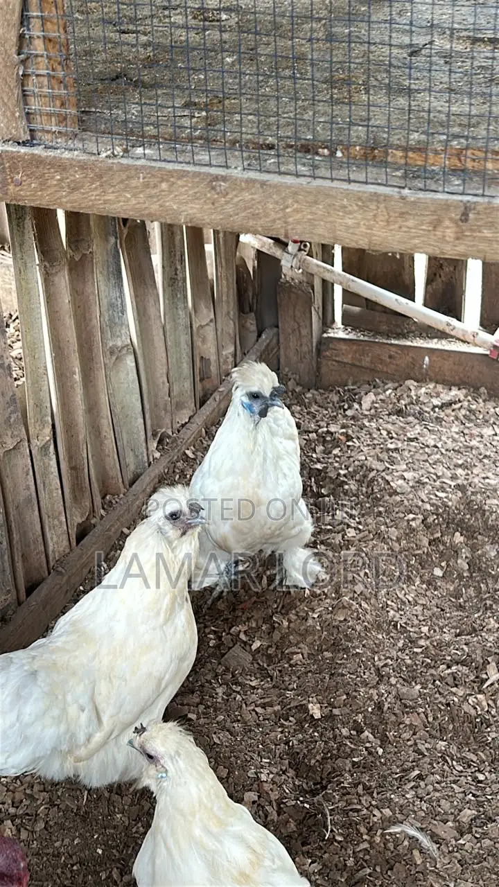 Sultan Fowls