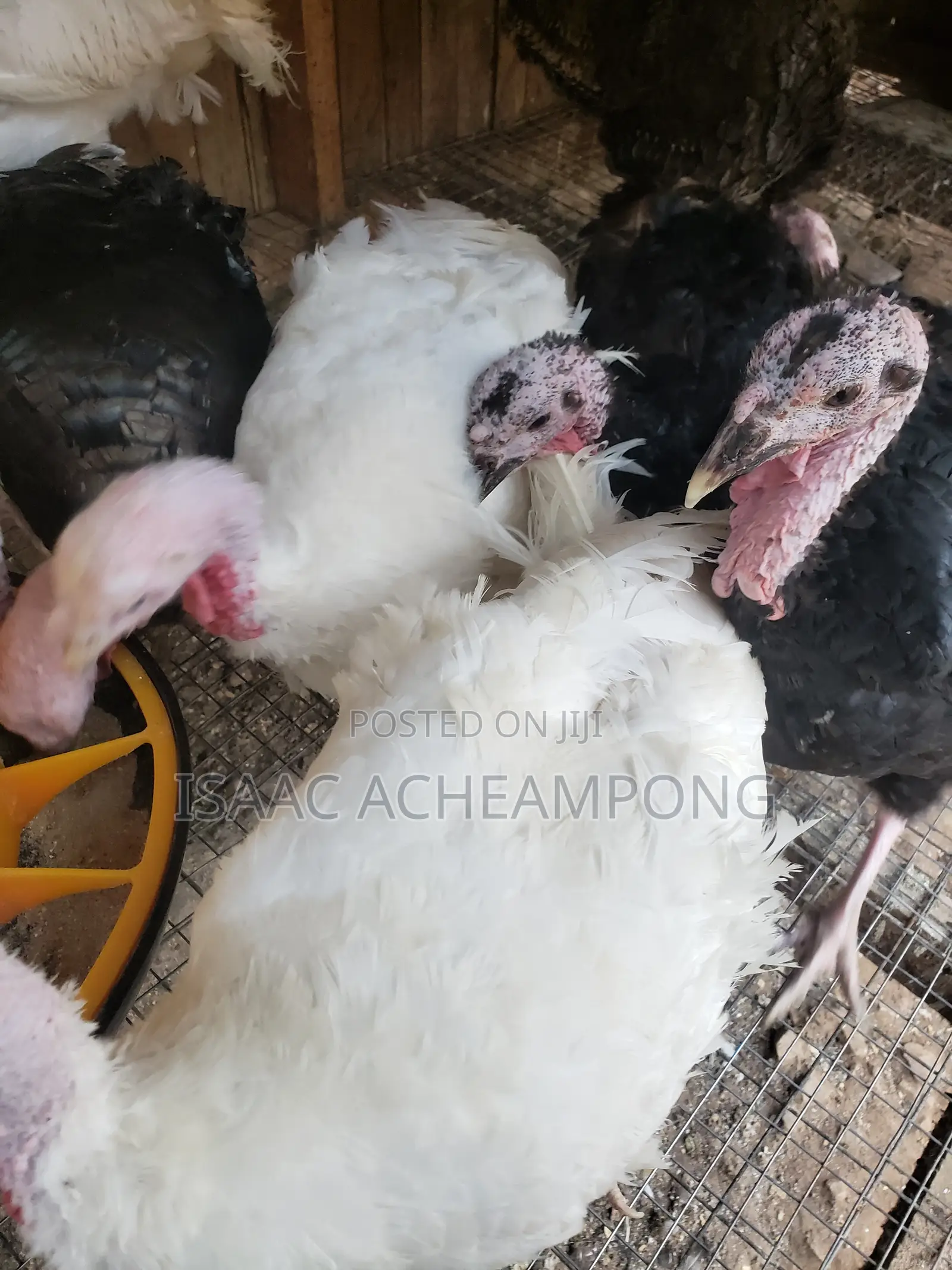 Laying Turkeys