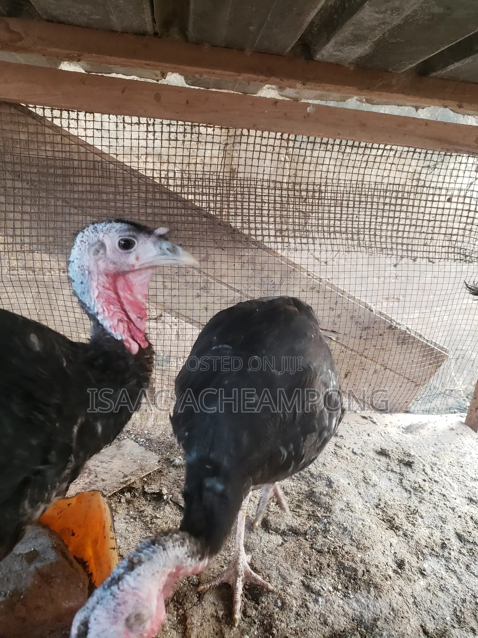 Laying Turkeys