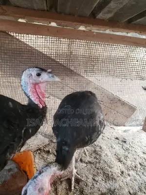Laying Turkeys