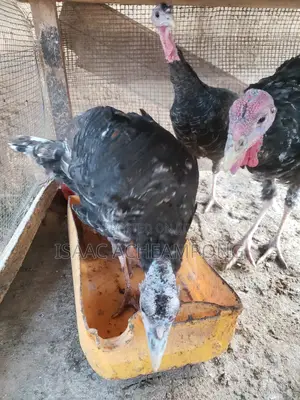 Laying Turkeys
