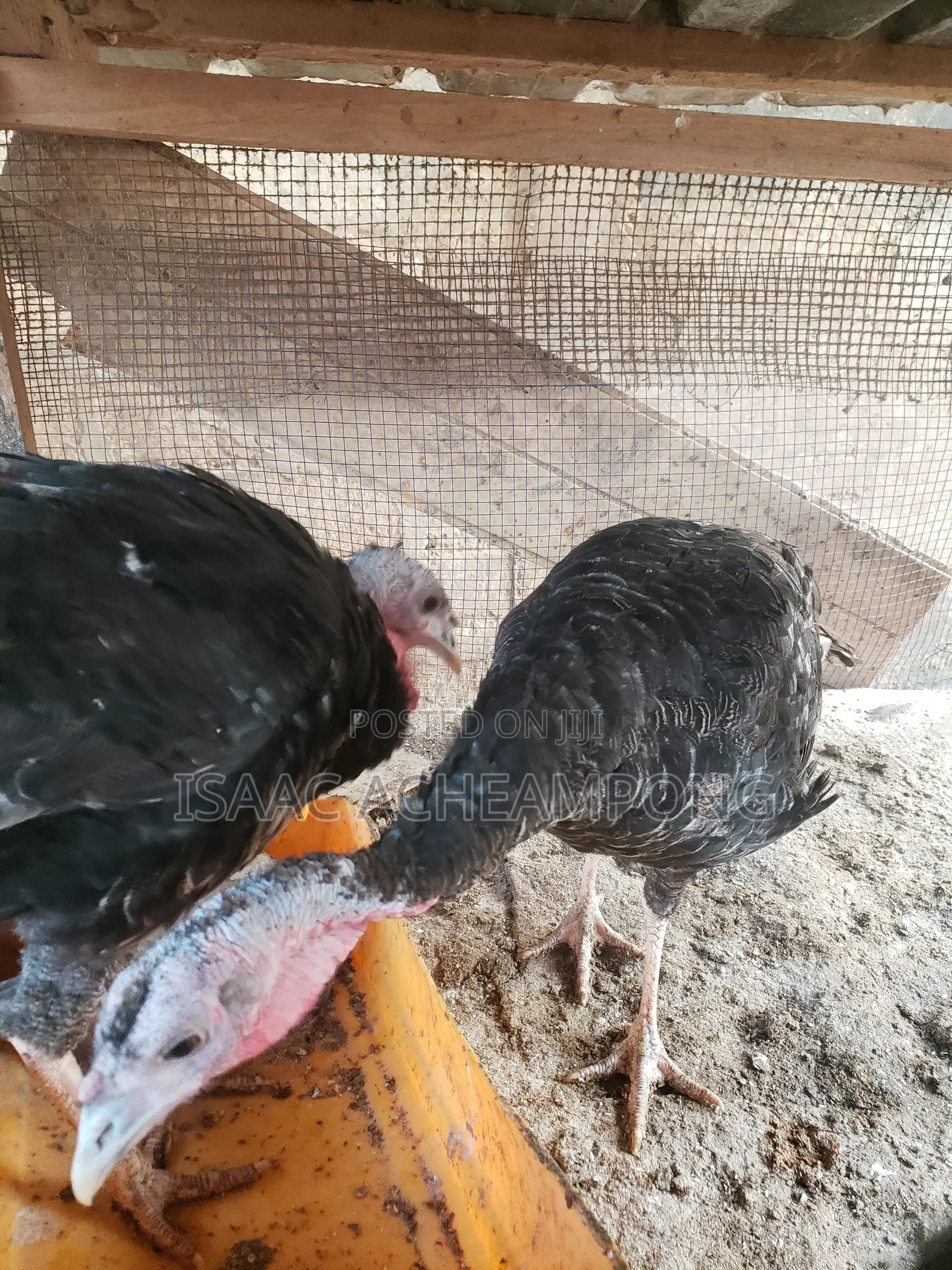 Laying Turkeys