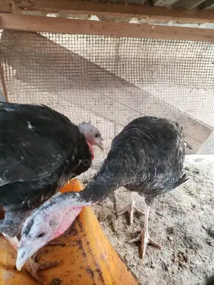 Laying Turkeys