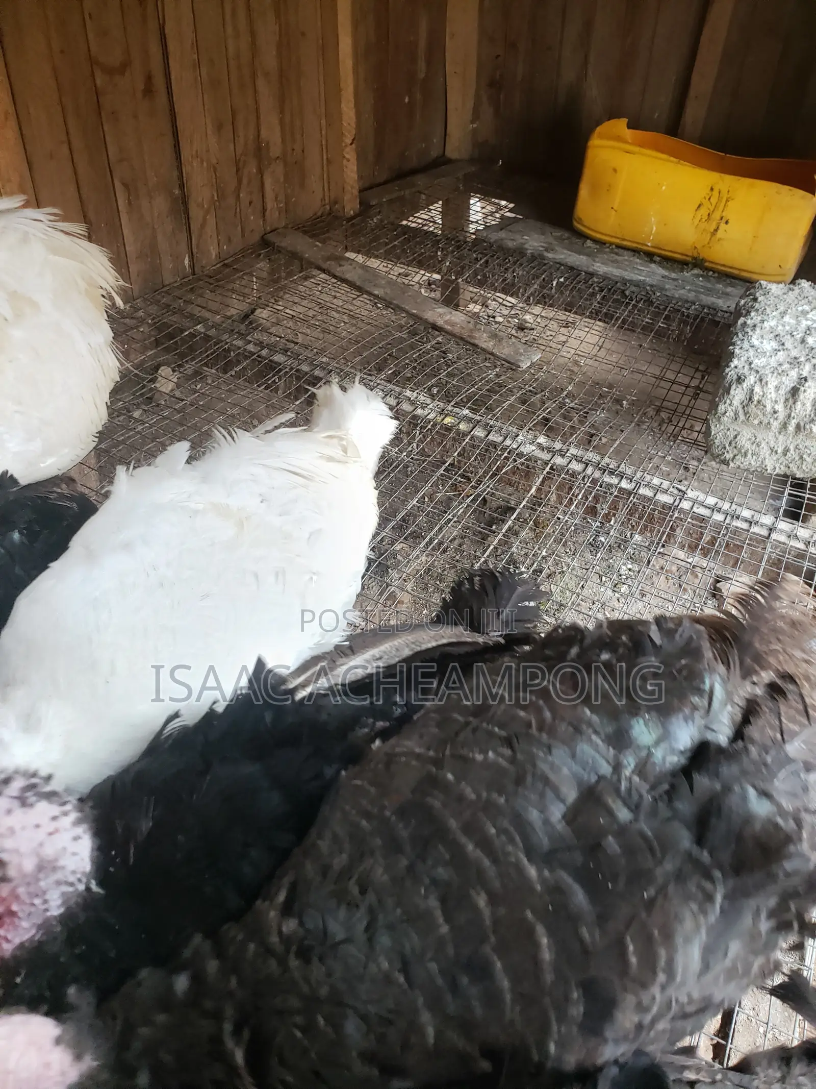 Laying Turkeys