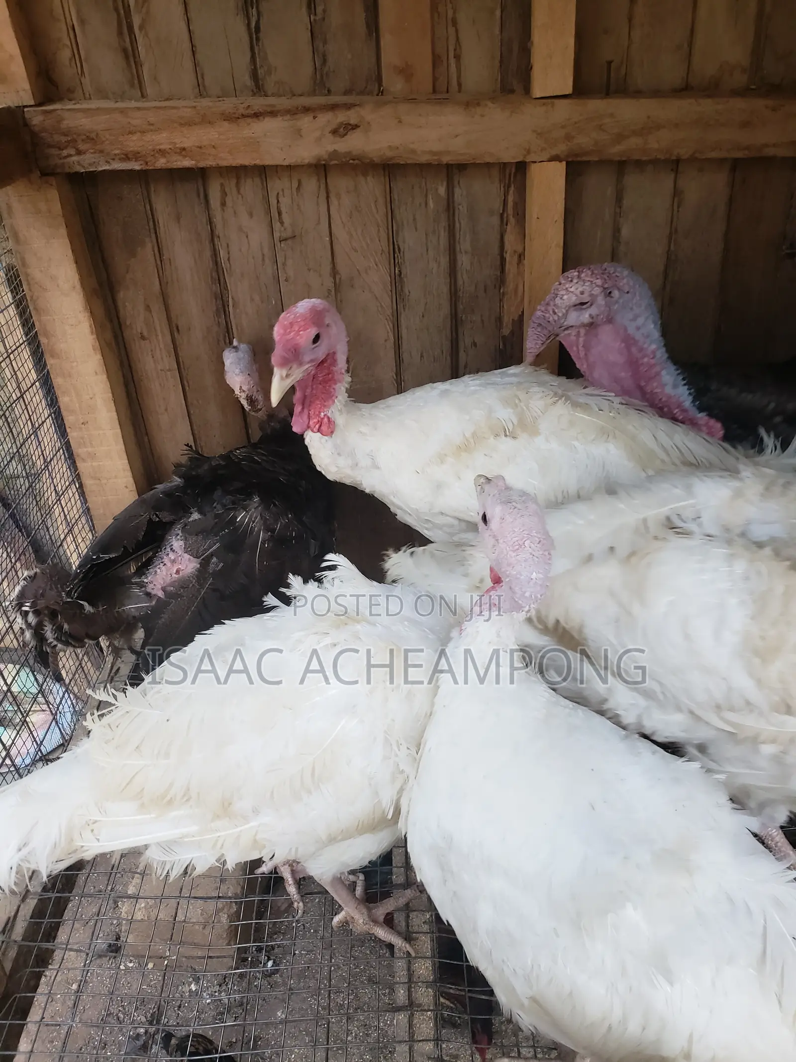 Laying Turkeys