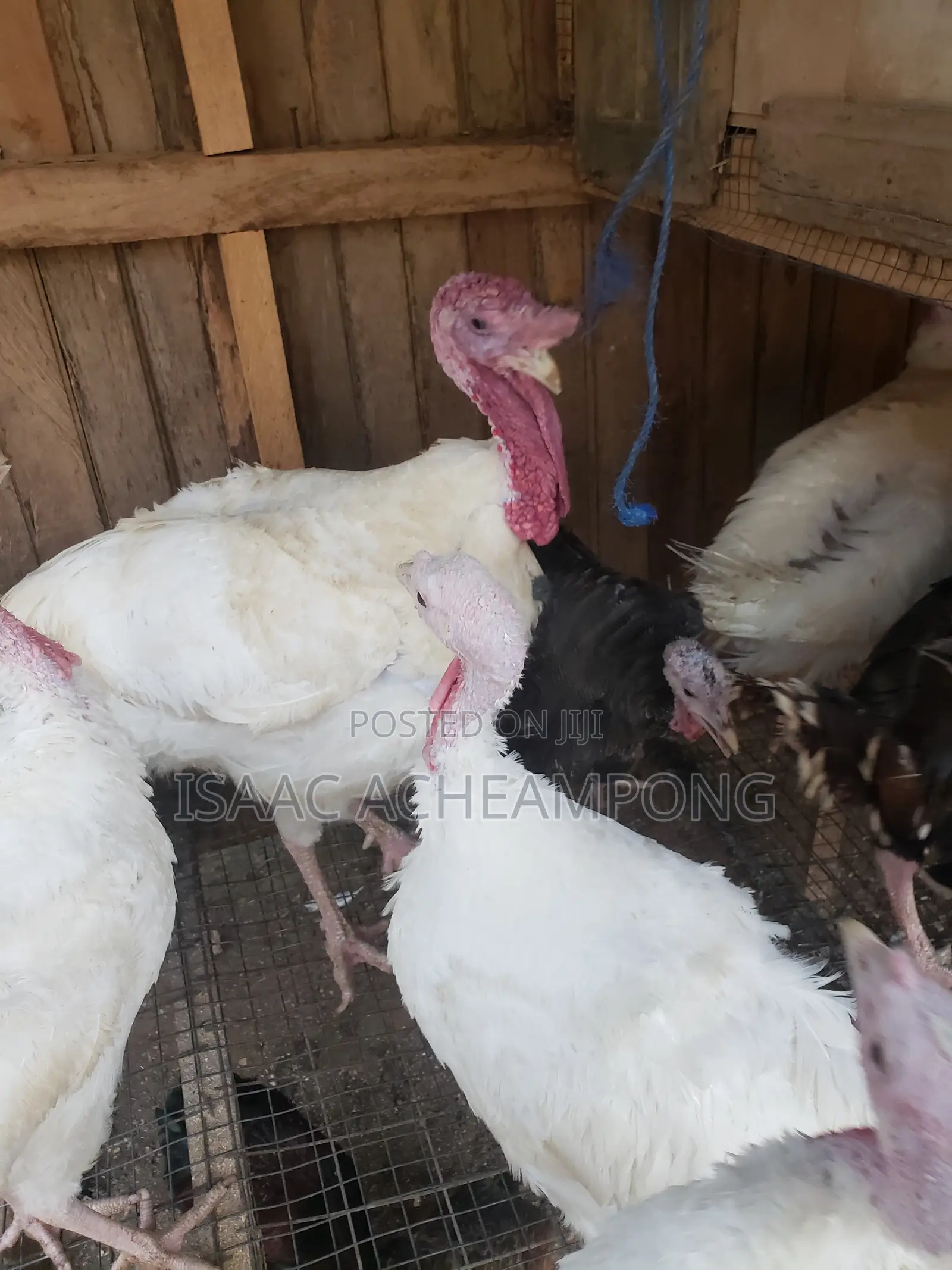 Laying Turkeys