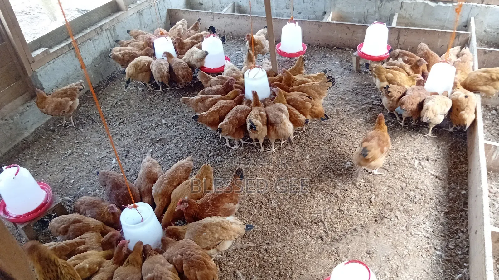Day Old, 1 Month and Mature Well Vaccinated Sasso Birds