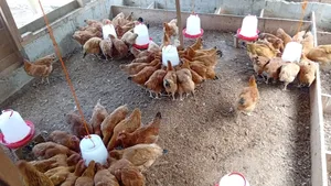 Day Old, 1 Month and Mature Well Vaccinated Sasso Birds