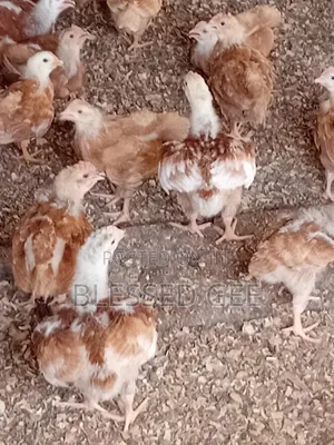 Day Old, 1 Month and Mature Well Vaccinated Sasso Birds