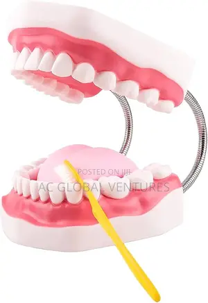 Teeth Model
