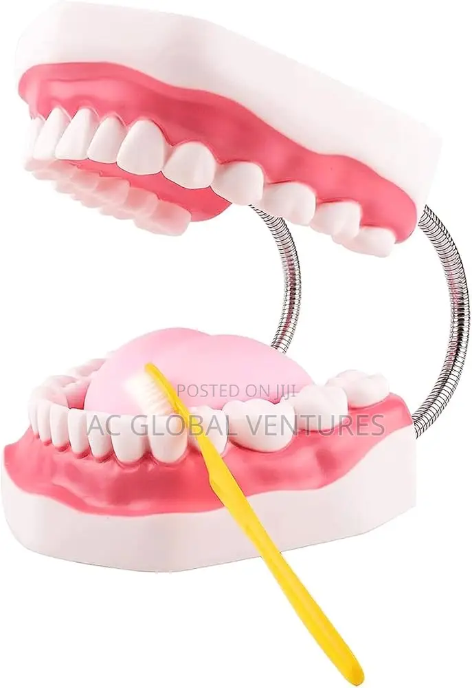 Teeth Model