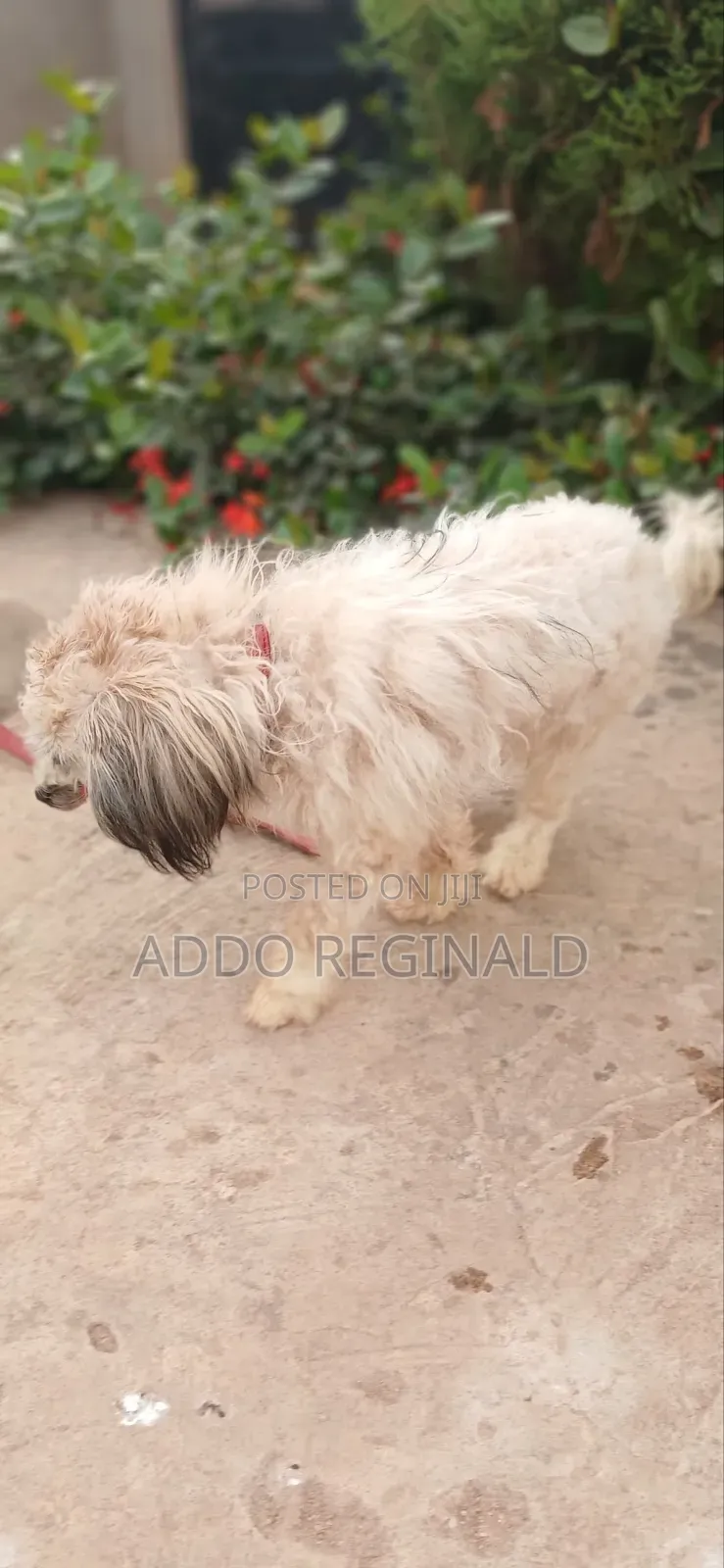 1+ year Male Purebred Poodle